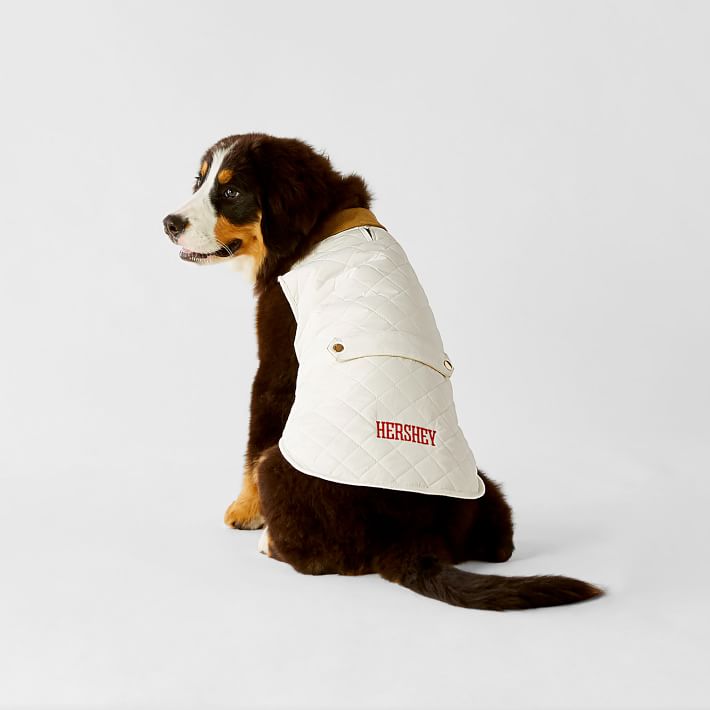 personalized dog jacket