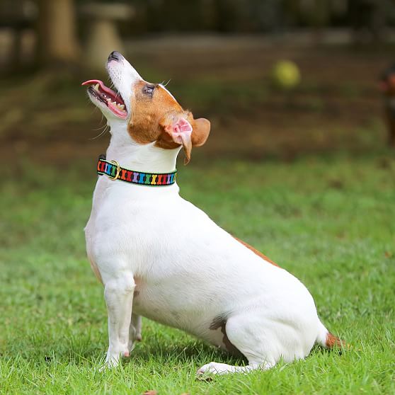 Basset Hound ribbon 7/8 and 1.5 Grosgrain Ribbon with paw prints Cute dog ribbon I'm All Ears For You Ribbon for collars
