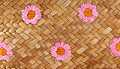Pink Daisy