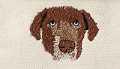 Chocolate Lab