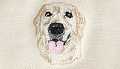 Yellow Lab
