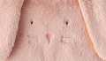 Pink Bunny