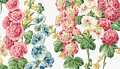 Hollyhocks White