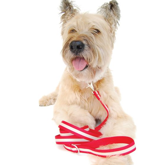 Eton Leash