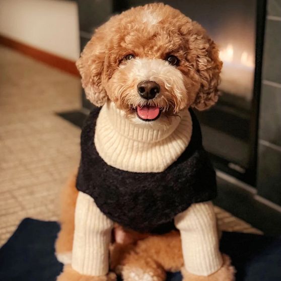 Turtleneck Dog Sweater