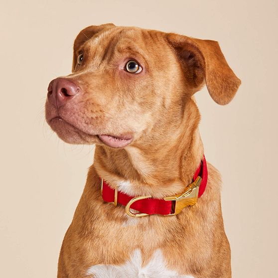 The Foggy Dog Collar