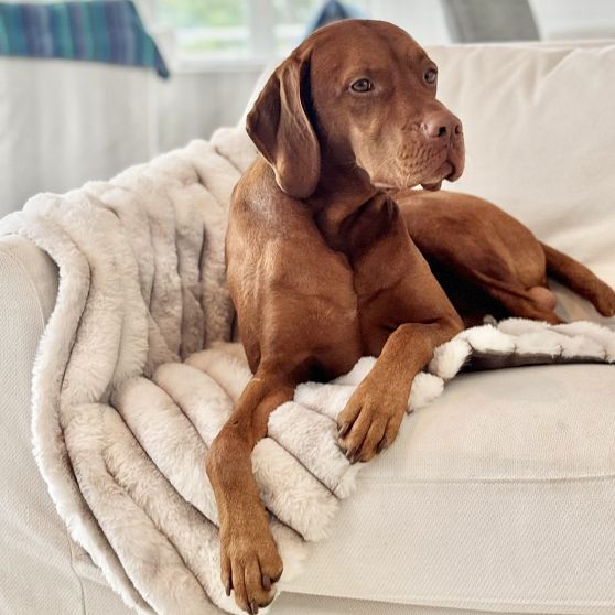 Cozy Pet Couch Blanket