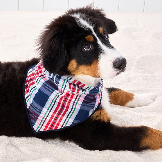 Patterned Dog Bandana