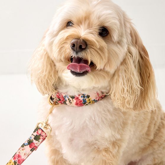 Sanderson Dog Collar