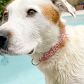 Video 1 for Hand-Embroidered Linen Dog Collar