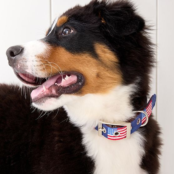 Smathers &amp; Branson Needlepoint Dog Collar