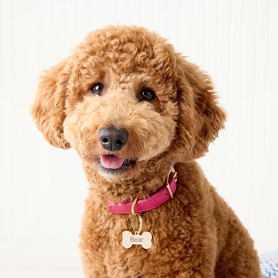 Engraved Pet ID Tag