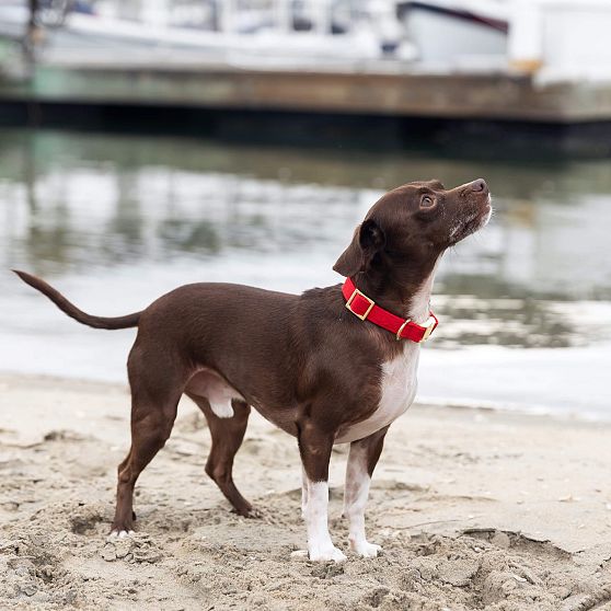 The Foggy Dog Collar