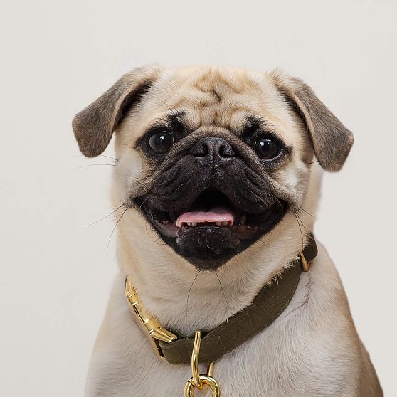 The Foggy Dog Collar