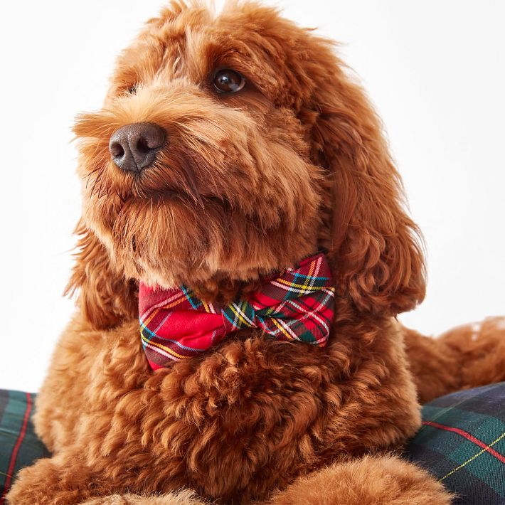 Dog Bow Tie Collars