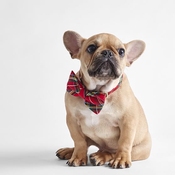 The Foggy Dog Bow Tie Collar