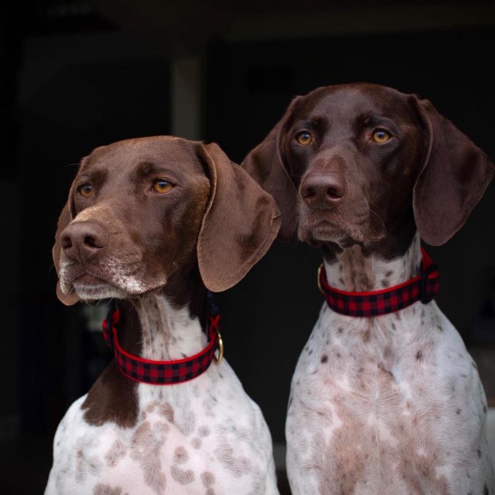 Patterned Ribbon Collar