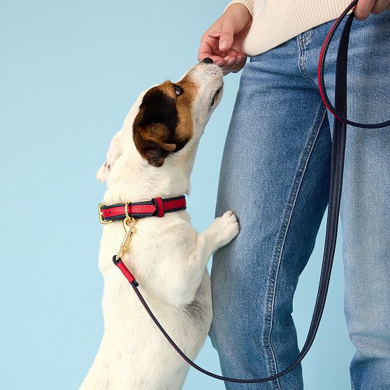 Two-Color Leather Dog Collar