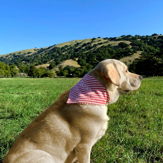 Striped Dog Bandana