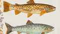 Trout