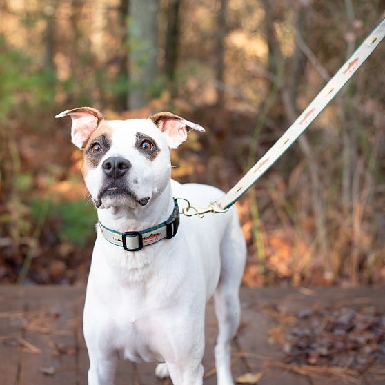 Patterned Ribbon Collar