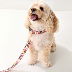 Sanderson Dog Leash Set