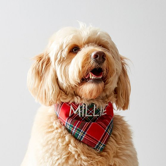 Holiday  Dog Bandana