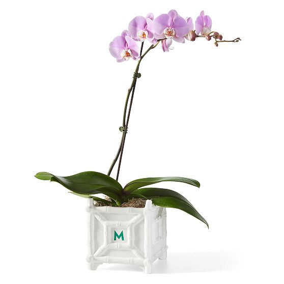 Ceramic Bamboo Cache Pot