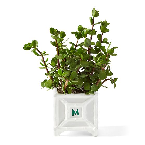 Ceramic Bamboo Cache Pot