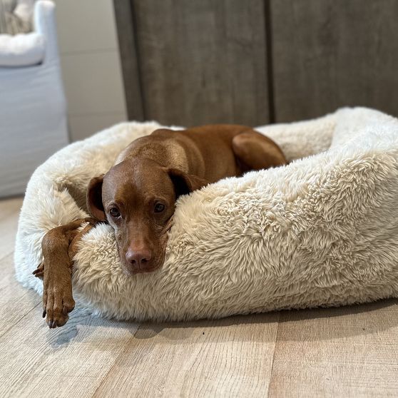 Cozy Dog Lounge Bed
