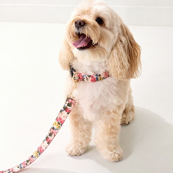 Sanderson Dog Collar