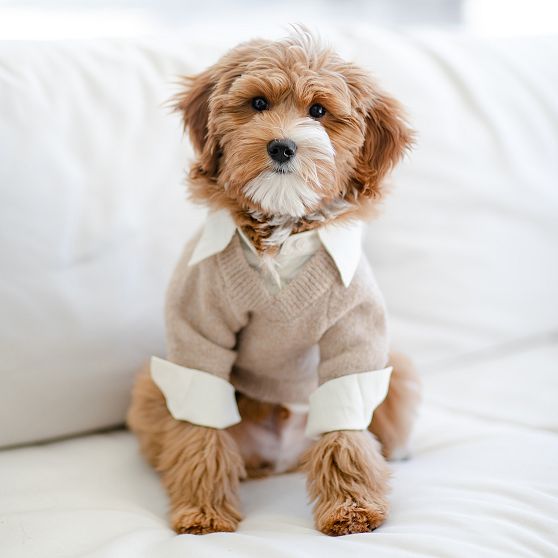 Collared V-Neck Dog Sweater Shirt