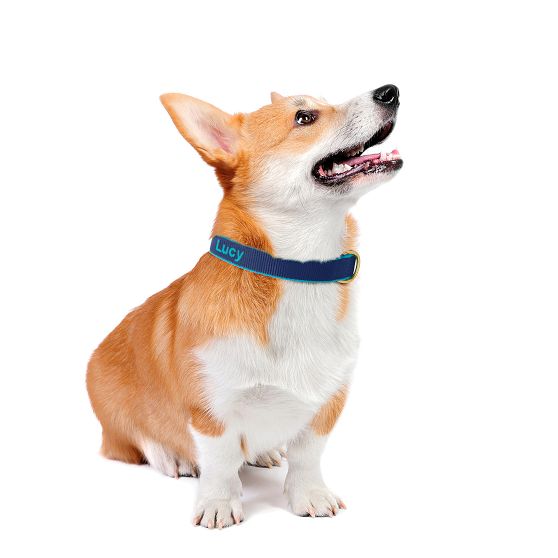 Colour Market Collar