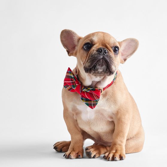 The Foggy Dog Bow Tie Collar