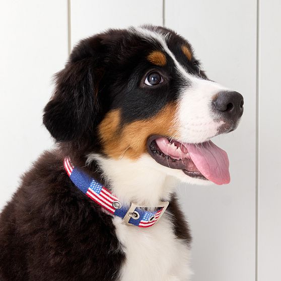 Smathers &amp; Branson Needlepoint Dog Collar