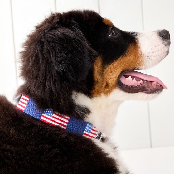 Smathers &amp; Branson Needlepoint Dog Collar