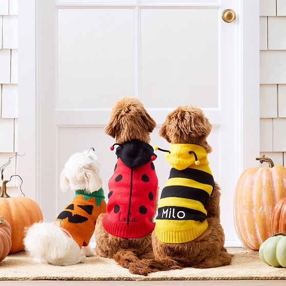 Halloween Knit Dog Sweater