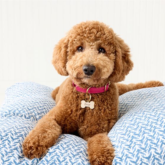 Engraved Pet ID Tag