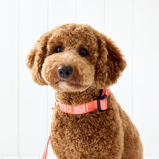 Cabana Stripe Dog Collar